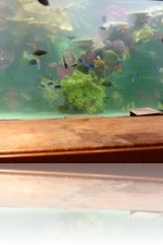 The Mirage Front Desk Aquarium