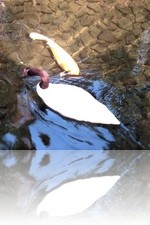 Flamingo Wildlife Habitat Vegas Koi Pond