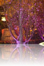 Bellagio Conservatory Tree