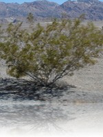 Arriving in Death Valley